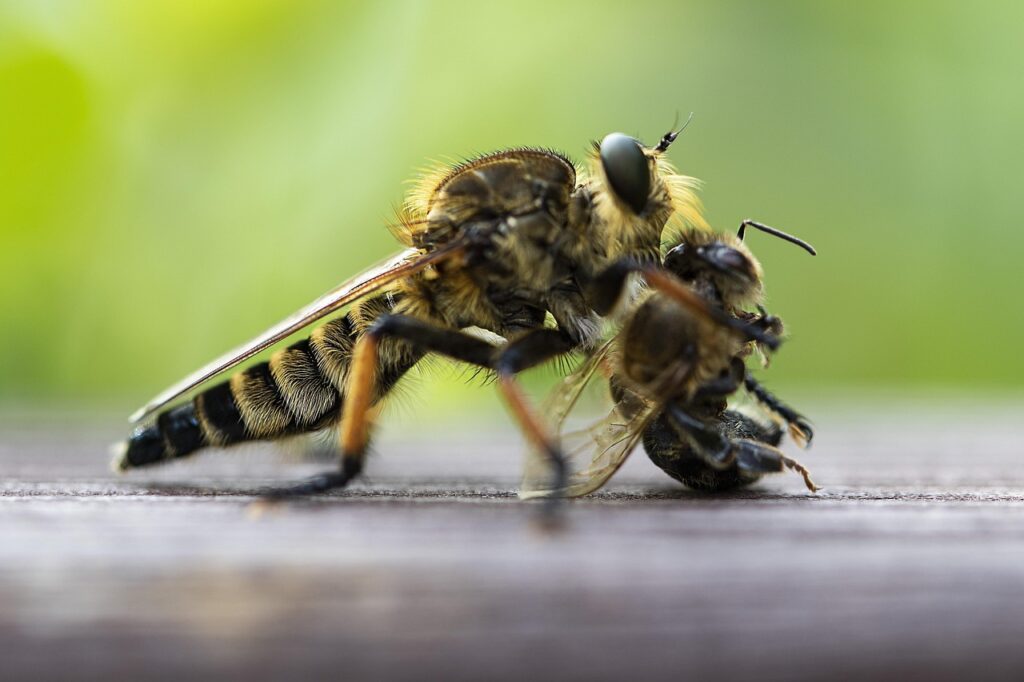digitale Plattformen