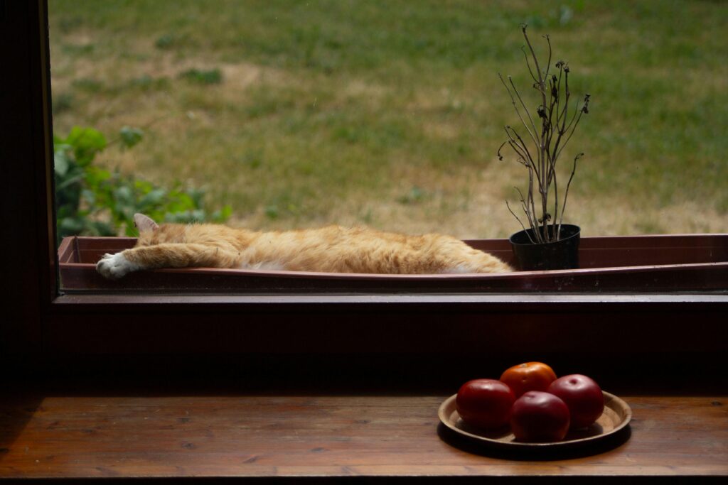 Qynol.de zeigt, wie nachhaltiges digitales Wachstum wirklich funktioniert