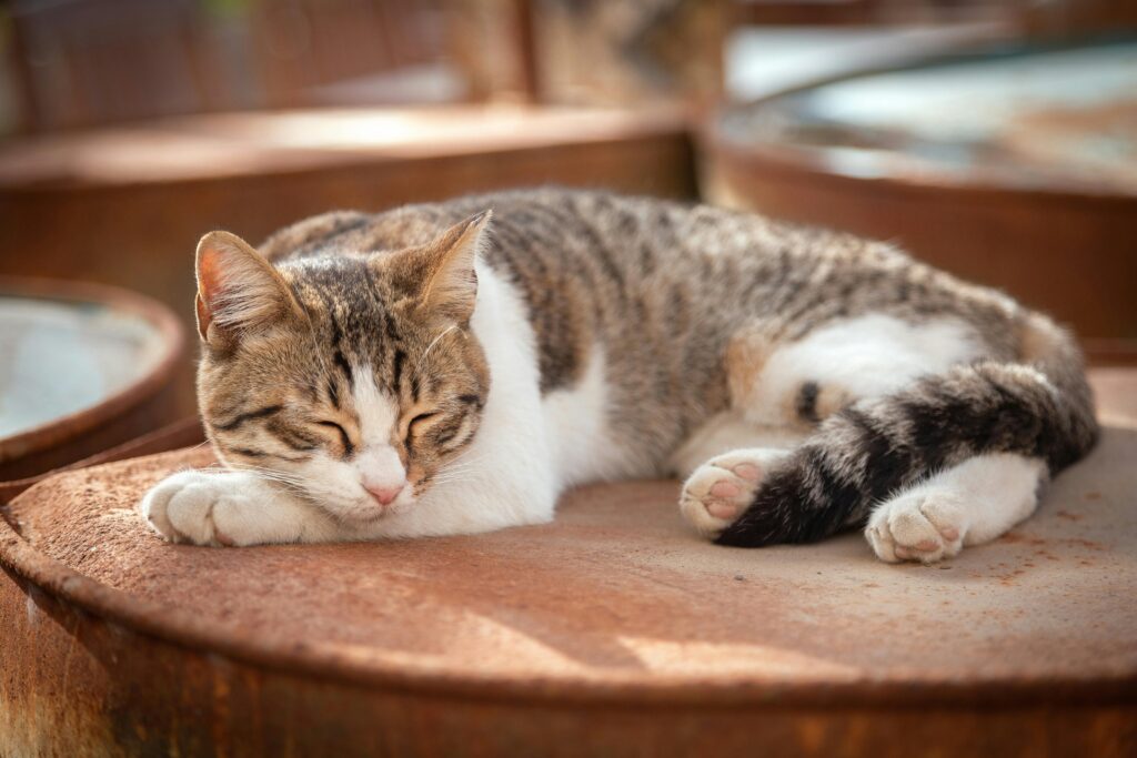 Nachhaltiger Tourismus – Reisen mit Verantwortung und Herz
