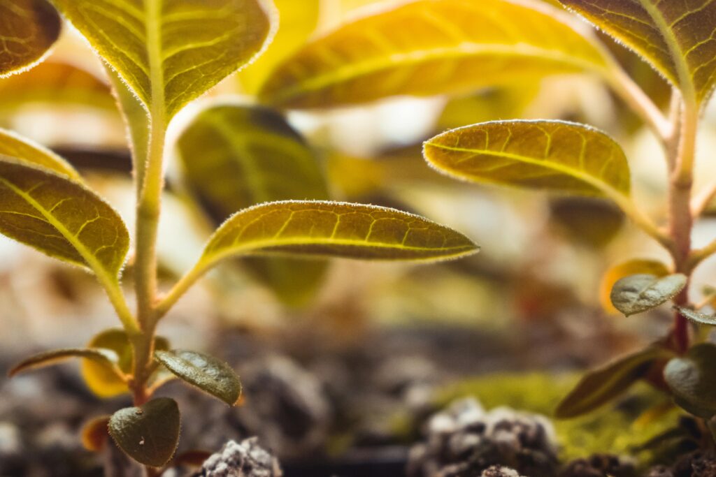 Neue Partnerschaften von Qynol.de stärken lokale Unternehmen Neue Partnerschaften von Qynol.de stärken lokale Unternehmen