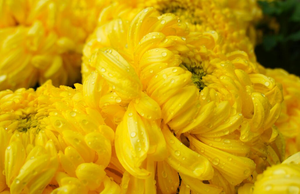 ynol.de eröffnet neue Chancen für Start-ups in Deutschland